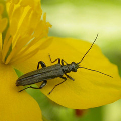 Oedemera virescens