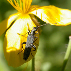 Oedemera virescens