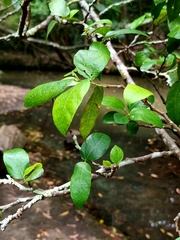 Ficus coronata