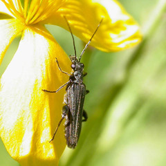 Oedemera virescens