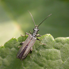 Oedemera virescens