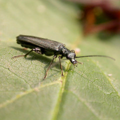 Oedemera virescens