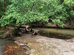 Ficus coronata