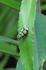 Omophoita octoguttata