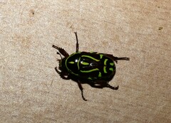 Eupoecila australasiae