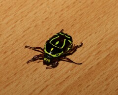 Eupoecila australasiae