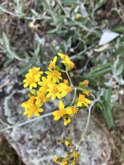 Senecio garlandii