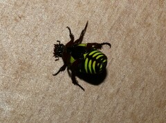 Eupoecila australasiae