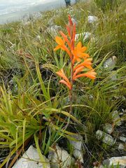Watsonia schlechteri