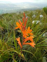 Watsonia schlechteri