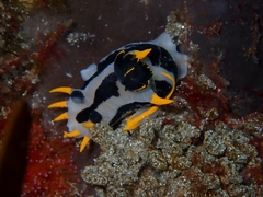 Polycera capensis