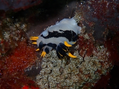 Polycera capensis