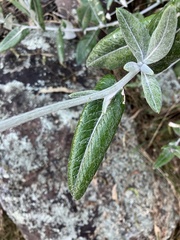 Senecio garlandii