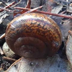 Helminthoglypta phlyctaena