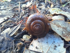 Helminthoglypta phlyctaena