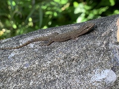 Hemidactylus bowringii
