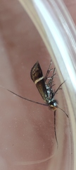 Adela australis