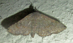 Rhesala moestalis