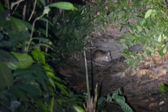 Cricetomys emini