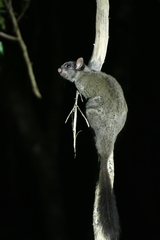 Anomalurus derbianus