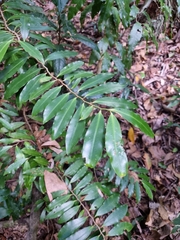 Ardisia bakeri