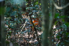 Cephalophorus nigrifrons