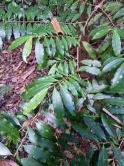Ardisia bakeri