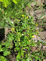Oenothera rubricaulis