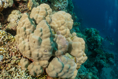 Porites