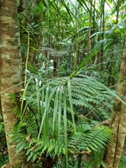 Freycinetia excelsa