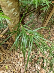 Freycinetia excelsa