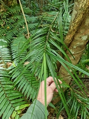Freycinetia excelsa