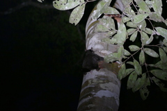 Anomalurus derbianus