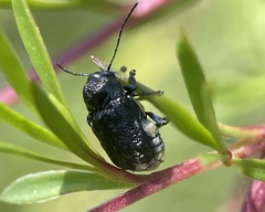 Aporocera