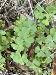 Oxalis corniculata