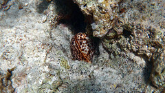 Cypraea tigris