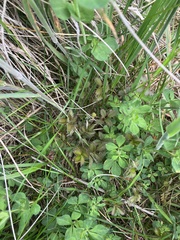 Argentina anserinoides