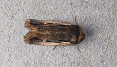 Proteuxoa tortisigna