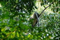 Cercopithecus wolfi wolfi