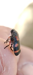 Cercopis intermedia