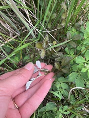 Argentina anserinoides