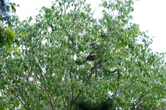 Cercopithecus wolfi wolfi