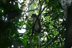 Cercopithecus ascanius whitesidei
