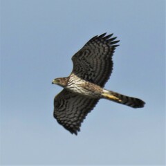 Accipiter melanoleucus