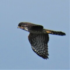 Accipiter melanoleucus