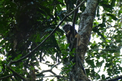 Cercopithecus wolfi wolfi