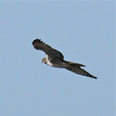 Accipiter melanoleucus