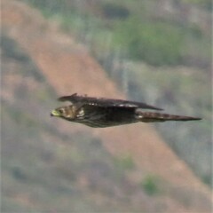 Accipiter melanoleucus