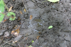 Tragelaphus eurycerus eurycerus