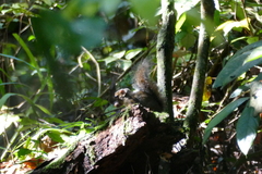 Funisciurus anerythrus